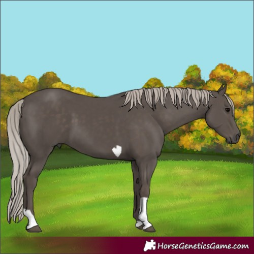 Horse Color:Silver Black Tobiano
