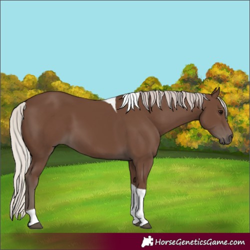 Horse Color:Silver Black Tobiano 