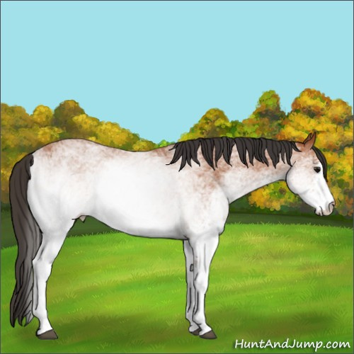 Horse Color:White Spotted Bay 