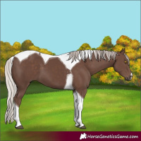 Horse Color:Silver Black Tobiano