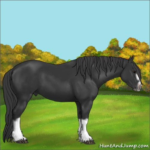 Horse Color:Black Splash Frame 