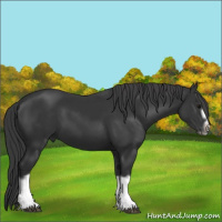 Horse Color:Black Splash Frame 
