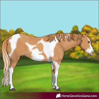 Horse Color:Chestnut Splash Frame  and Chestnut Splash Tobiano Frame 