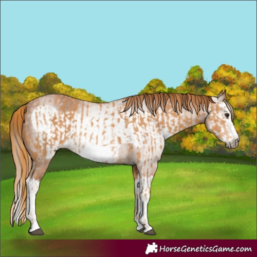 Horse Color:Chestnut Splash Frame  and Gray Chestnut Splash Frame 