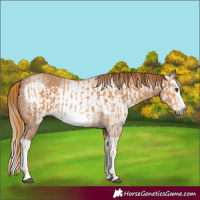 Horse Color:Chestnut Splash Frame  and Gray Chestnut Splash Frame 