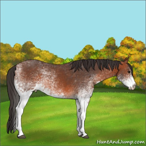 Horse Color:White Spotted Bay 