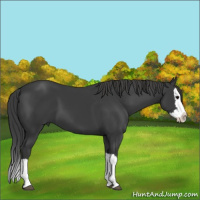 Horse Color:Black Splash
