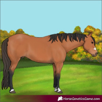 Horse Color:Bay 
