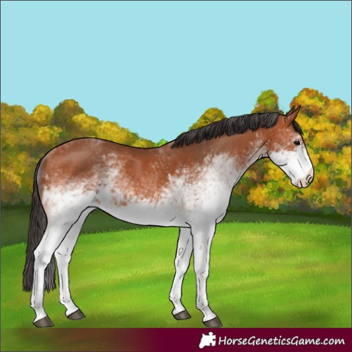 Horse Color:White Spotted Bay 
