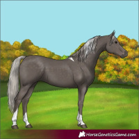 Horse Color:Silver Black Tobiano 