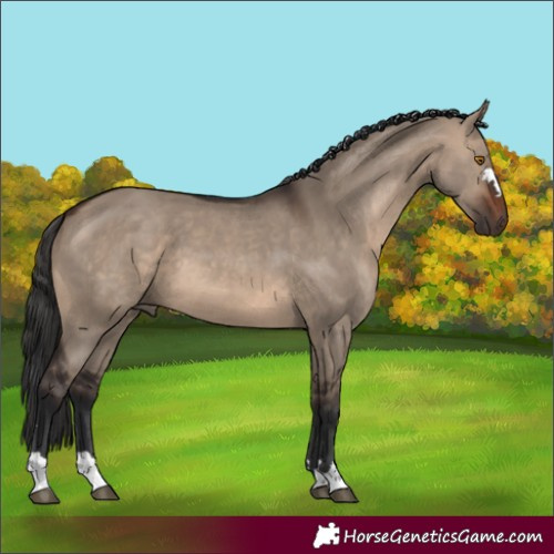 Horse Color:Brown Dun 