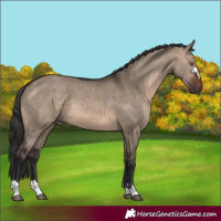 Horse Color:Brown Dun 