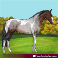 Horse Color:Brown Tobiano 