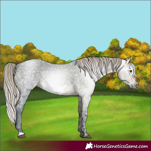 Horse Color:Gray Silver Brown Ice Roan Frame 