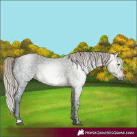 Horse Color:Gray Silver Brown Ice Roan Frame 