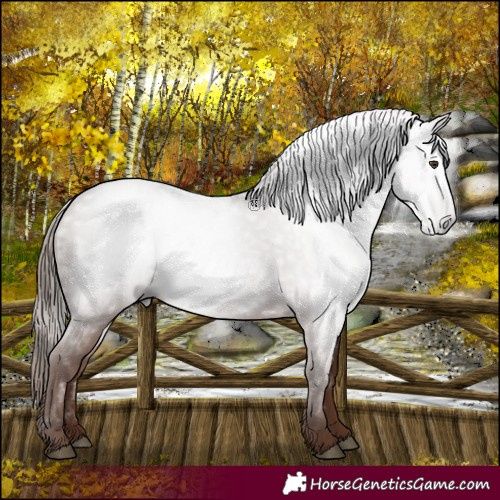 Horse Color:Gray Chestnut 