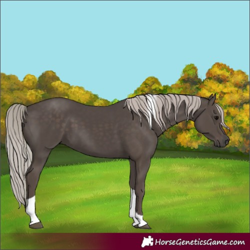 Horse Color:Silver Black Tobiano