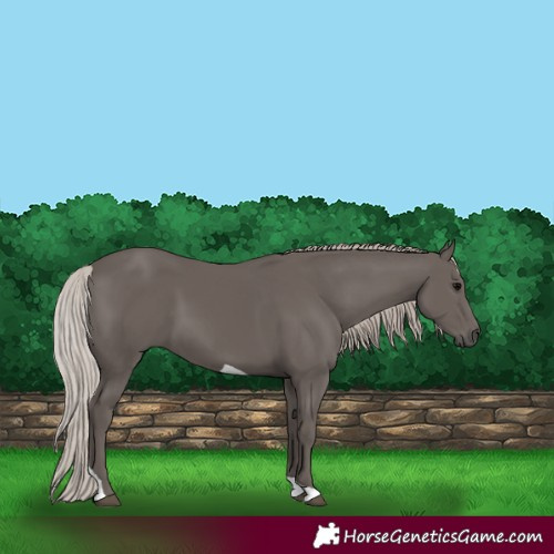 Horse Color:Silver Black Tobiano 