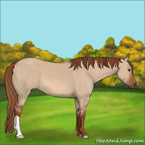 Horse Color:Red Dun 