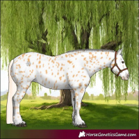 Horse Color:Palomino Near Leopard