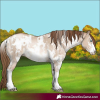 Horse Color:White Spotted Liver Red Dun Pearl Sabino Rabicano