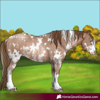 Horse Color:White Spotted Brown Pearl Sabino Rabicano