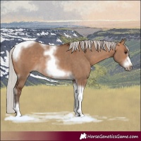 Horse Color:Silver Bay Dun Sabino Tobiano Frame Rabicano 