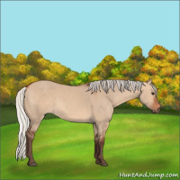 Horse Color:Silver Bay Dun 