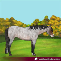 Horse Color:Brown Roan Splash 