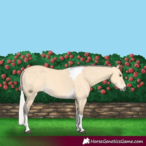 Horse Color:Silver Buckskin Dun Tobiano 