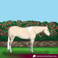 Horse Color:Silver Buckskin Dun Tobiano 