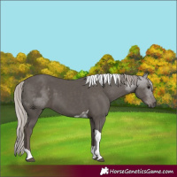 Horse Color:Silver Black Tobiano 