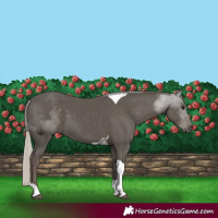 Horse Color:Silver Black Tobiano 