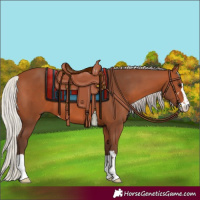 Horse Color:Silver Bay 