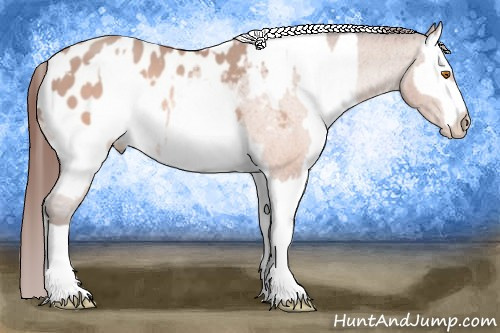 Horse Color:Sable Champagne Sabino Tobiano Blanket  and Sable Champagne Sabino Tobiano Blanket 