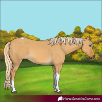 Horse Color:Palomino Dun Tobiano 