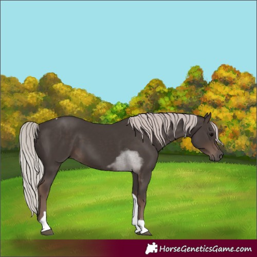 Horse Color:Silver Black Tobiano
