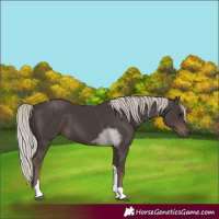 Horse Color:Silver Black Tobiano