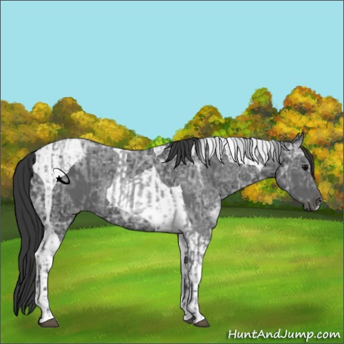 Horse Color:Blue Ice Roan  and Black Ice Tobiano 
