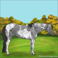 Horse Color:Blue Ice Roan and Black Ice Tobiano