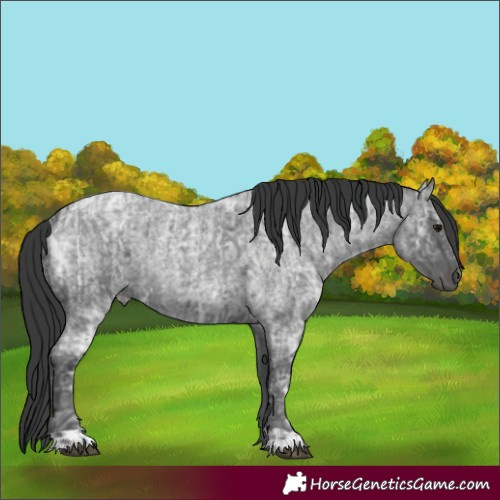 Horse Color:Blue Ice Roan and Blue Ice Roan