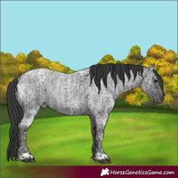 Horse Color:Blue Ice Roan and Blue Ice Roan
