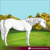 Horse Color:Gray Liver Chestnut Splash 
