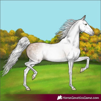 Horse Color:Gray Silver Bay Pearl Splash