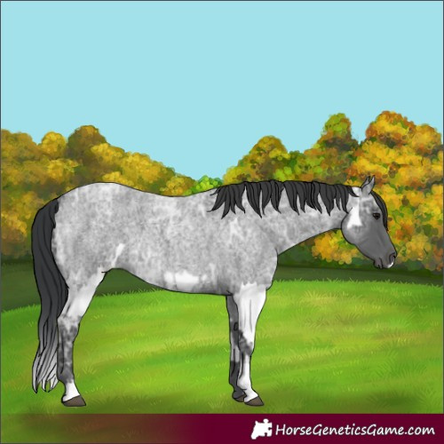 Horse Color:Blue Ice Roan  and Blue Ice Roan Splash 