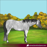 Horse Color:Blue Ice Roan and Blue Ice Roan Splash