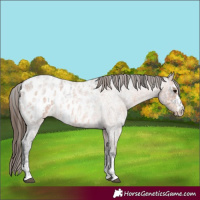 Horse Color:Blue Ice Roan Appaloosa  and Bay Ice Roan Appaloosa 