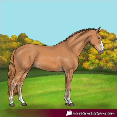 Horse Color:Chestnut 