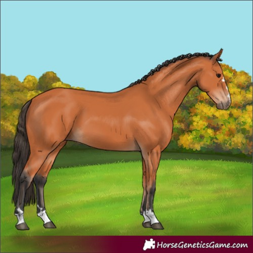 Horse Color:Bay 