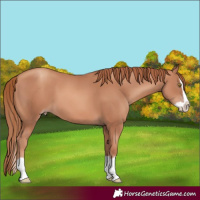 Horse Color:Gold Champagne Splash